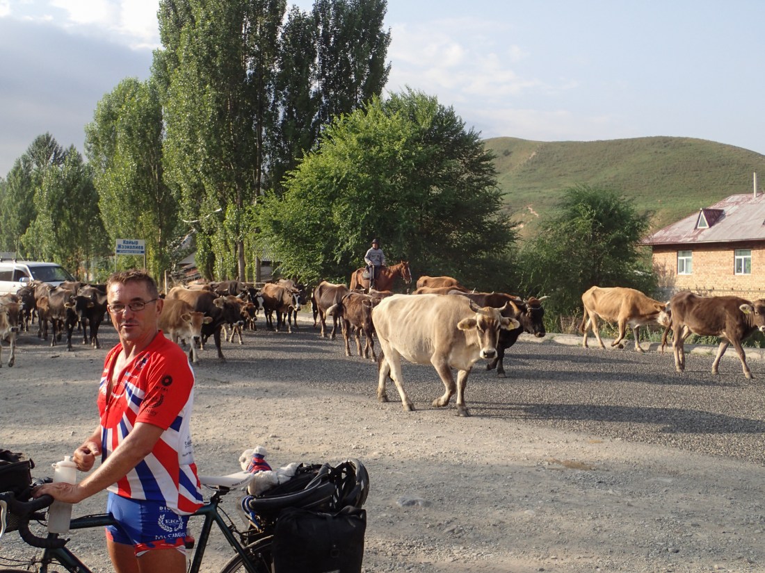 Cows and cowboys on the road