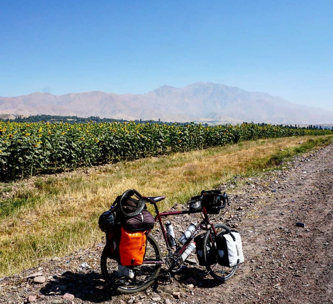 Sunflowers and mountains ahead