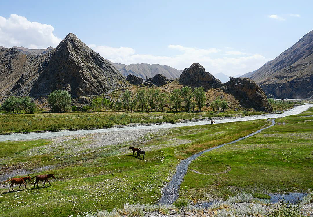Horses grazing in the valley