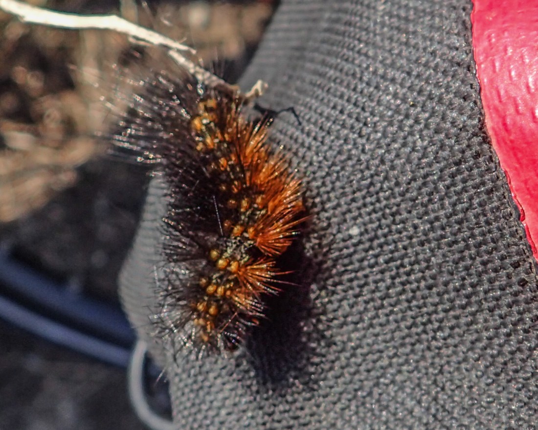 This is the Caterpillar that made my hand itch.